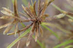 Yellow flatsedge